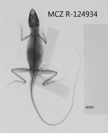 Media type: image;   Herpetology R-124934 Aspect: dorsoventral x-ray